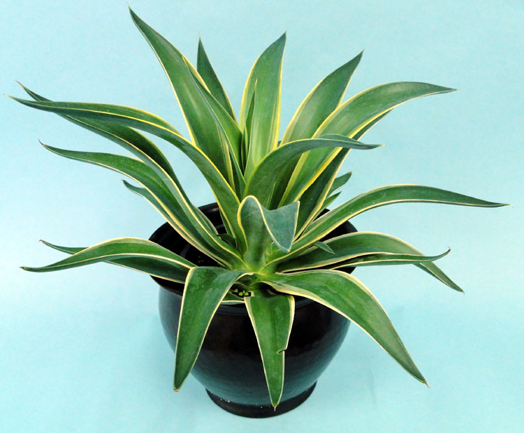 agave-lurida-variegata-agave-desmettiana