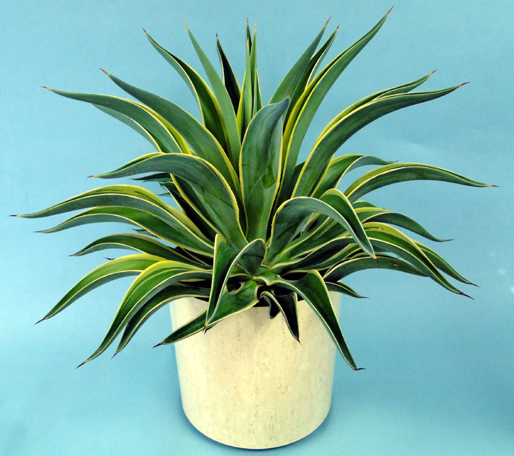 agave-lurida-variegata-agave-desmettiana