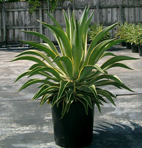 agave-lurida-variegata-agave-desmettiana