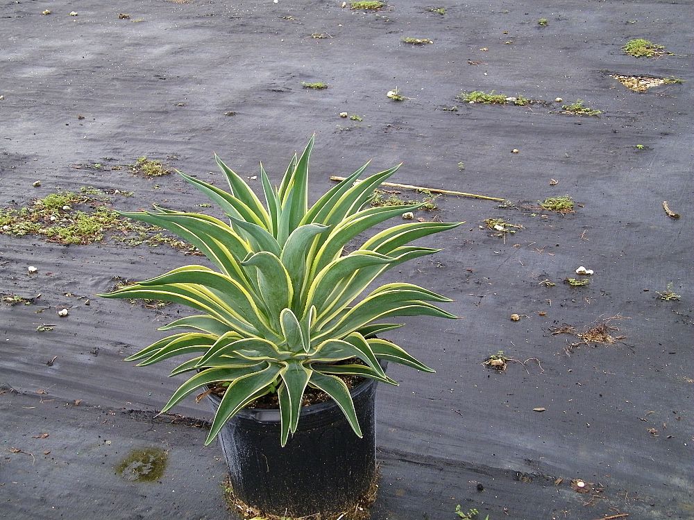 agave-lurida-variegata-agave-desmettiana