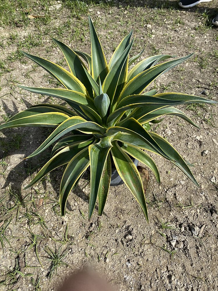 agave-lurida-variegata-agave-desmettiana