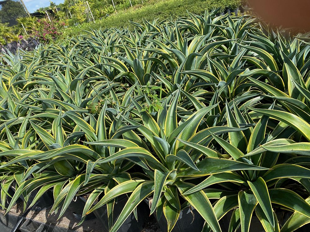 agave-lurida-variegata-agave-desmettiana