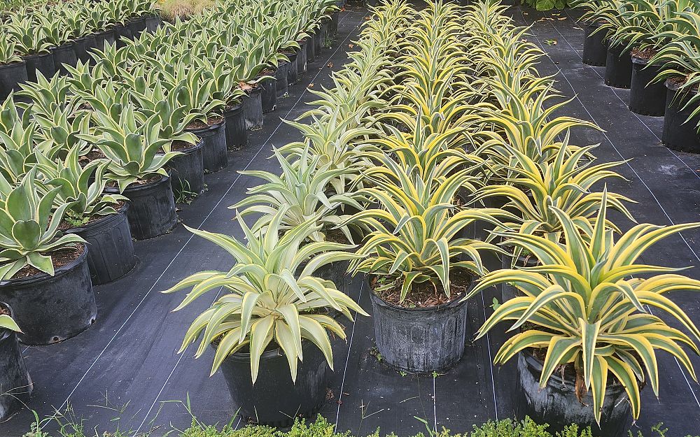 agave-lurida-variegata-agave-desmettiana