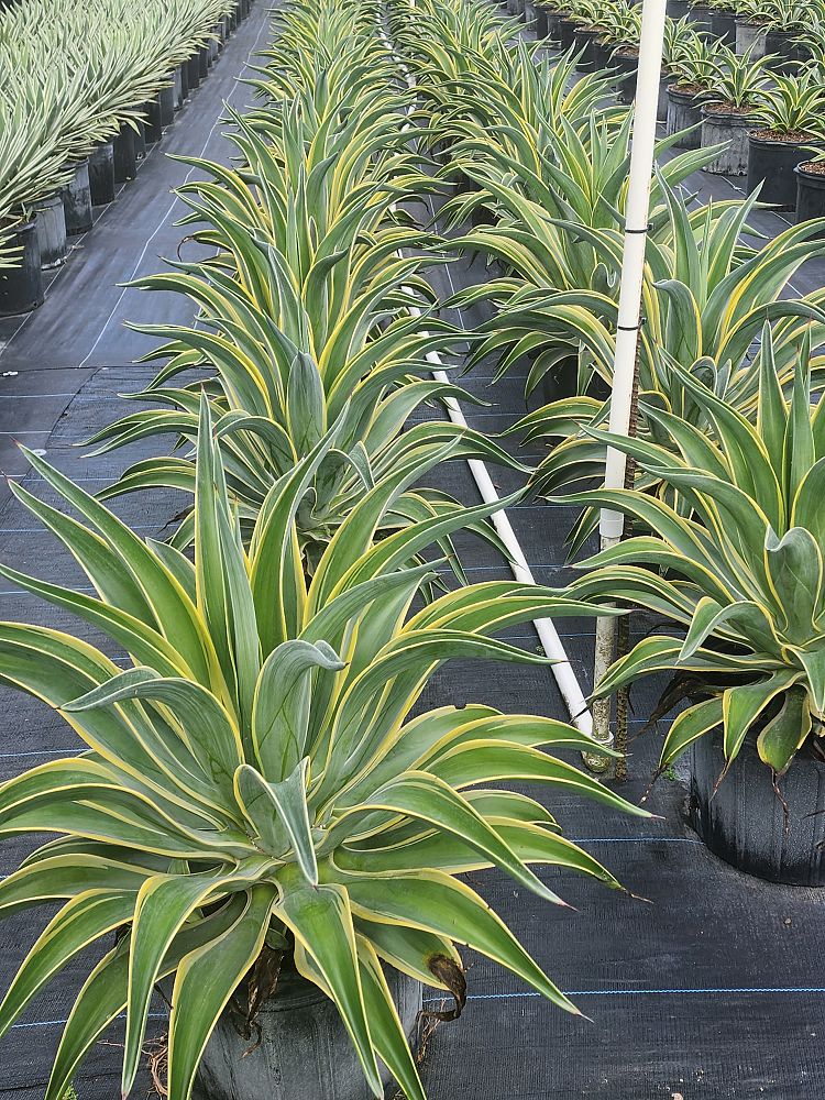 agave-lurida-variegata-agave-desmettiana