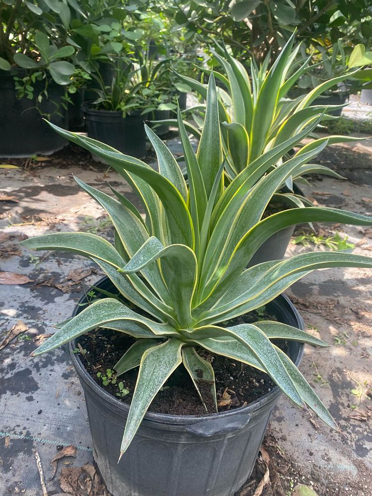 agave-lurida-variegata-agave-desmettiana