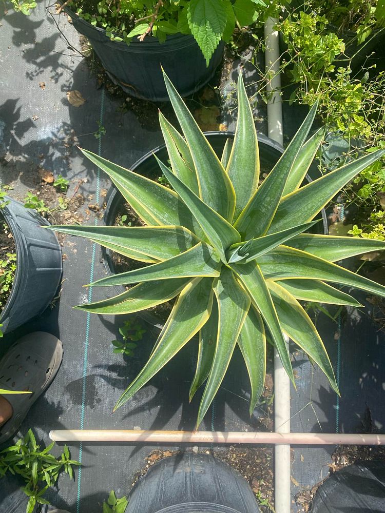 agave-lurida-variegata-agave-desmettiana