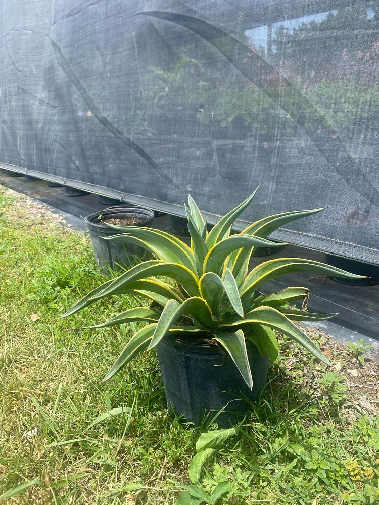 agave-lurida-variegata-agave-desmettiana