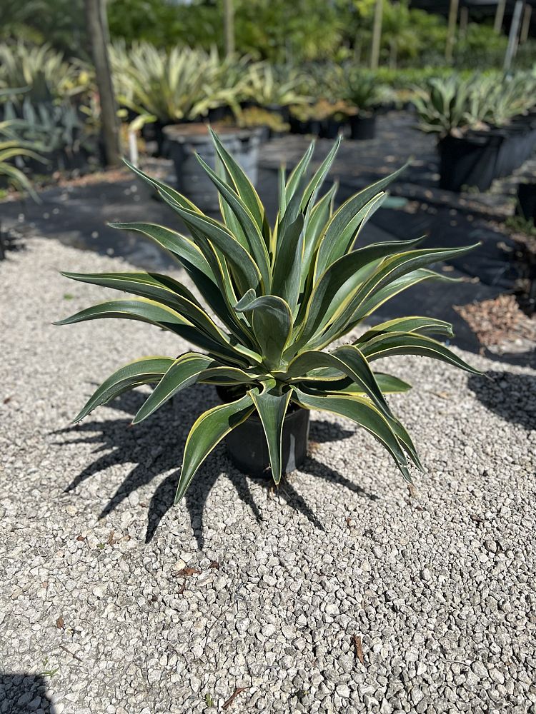 agave-lurida-variegata-agave-desmettiana