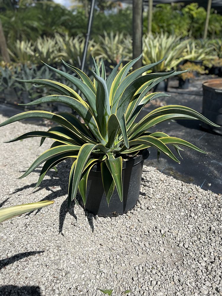 agave-lurida-variegata-agave-desmettiana
