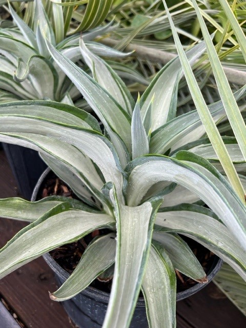 agave-lurida-variegata-agave-desmettiana