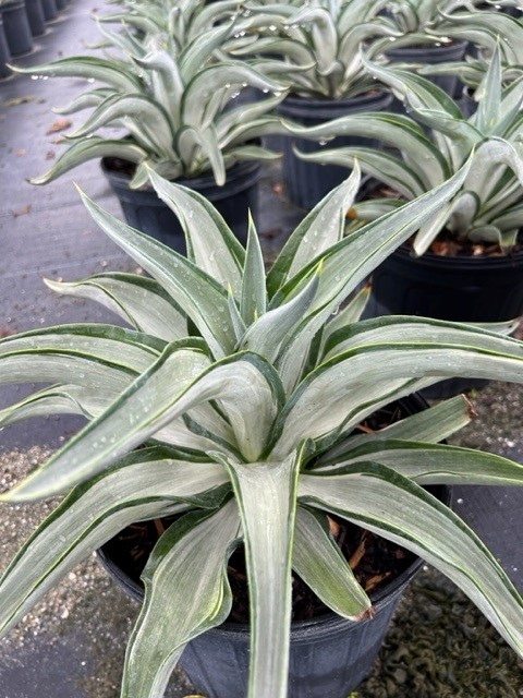 agave-lurida-variegata-agave-desmettiana