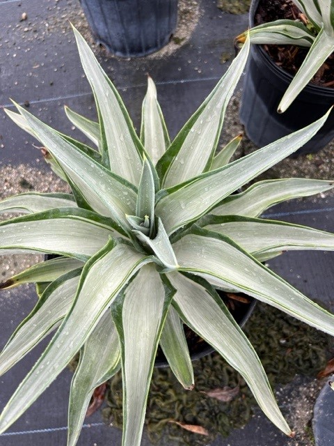 agave-lurida-variegata-agave-desmettiana