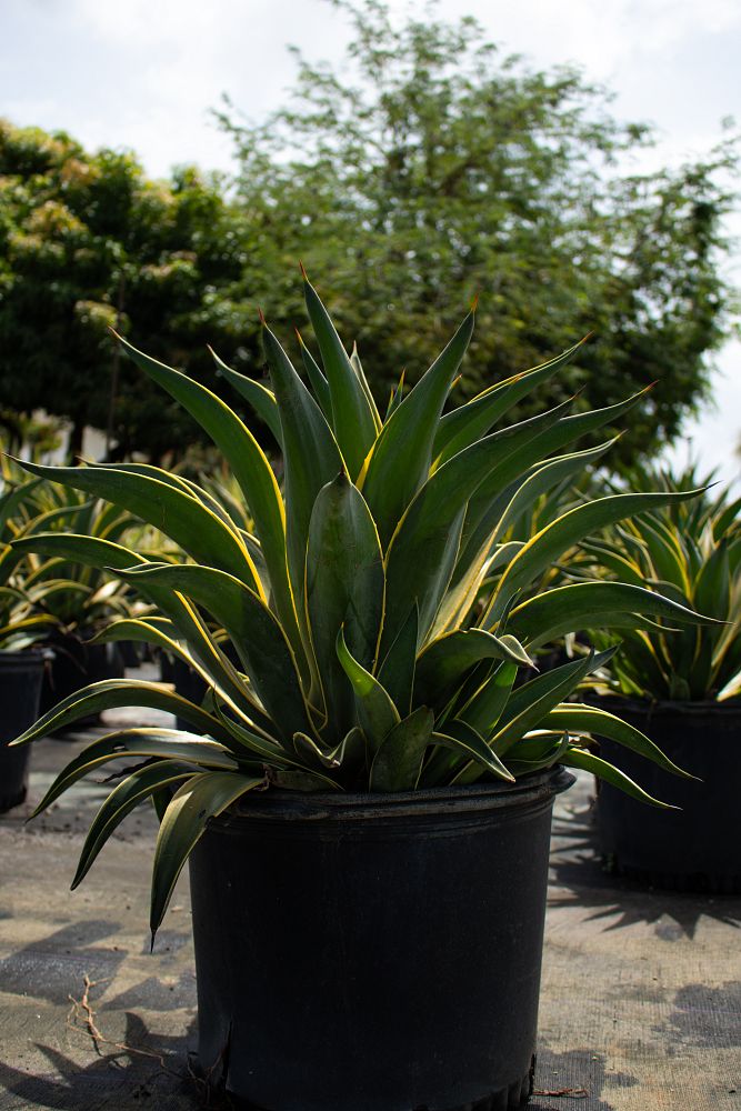 agave-lurida-variegata-agave-desmettiana