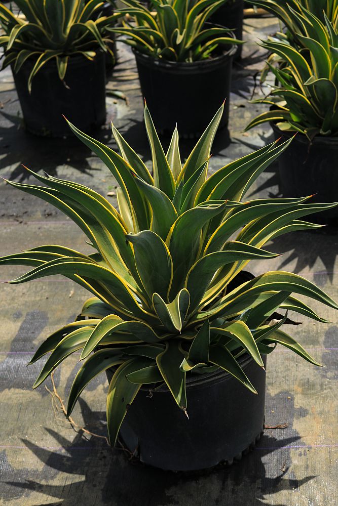 agave-lurida-variegata-agave-desmettiana