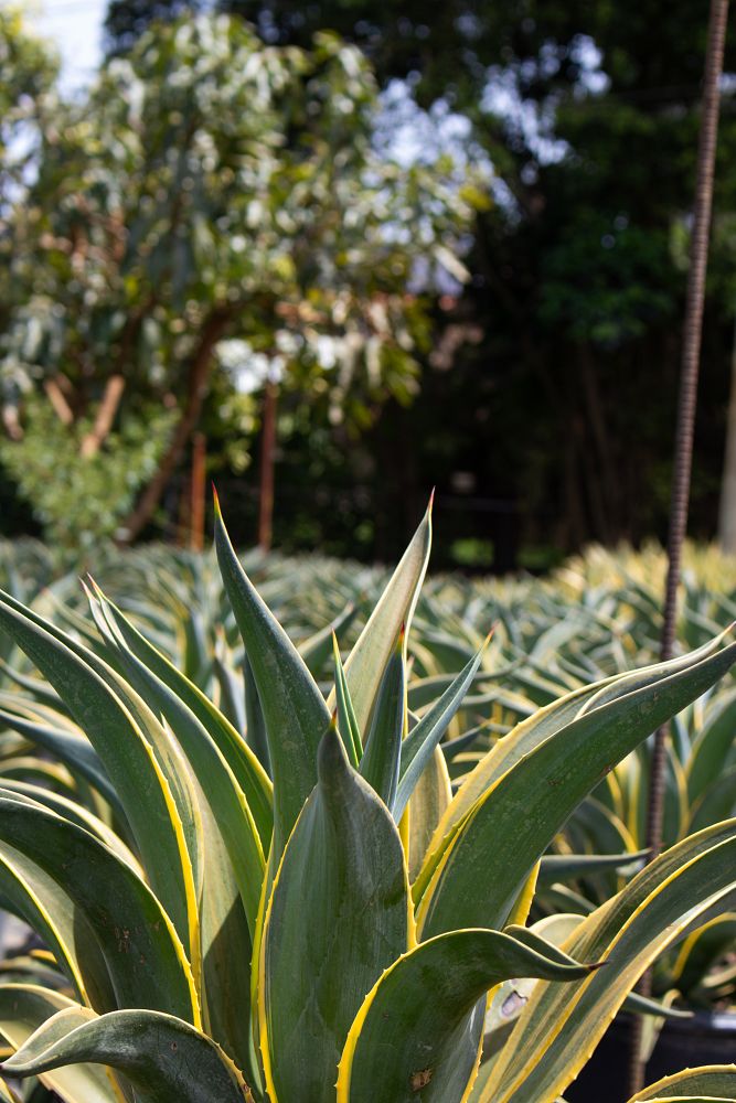 agave-lurida-variegata-agave-desmettiana