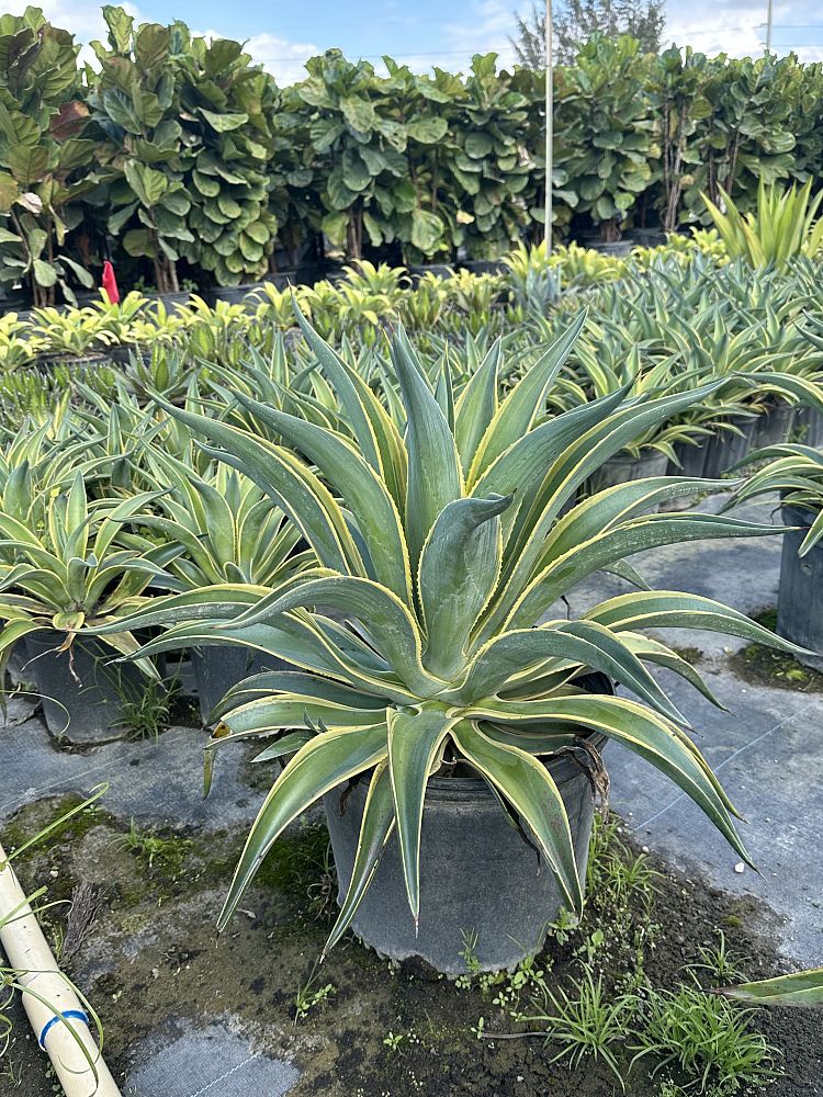 agave-lurida-variegata-agave-desmettiana