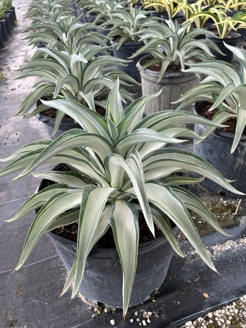agave-lurida-variegata-agave-desmettiana