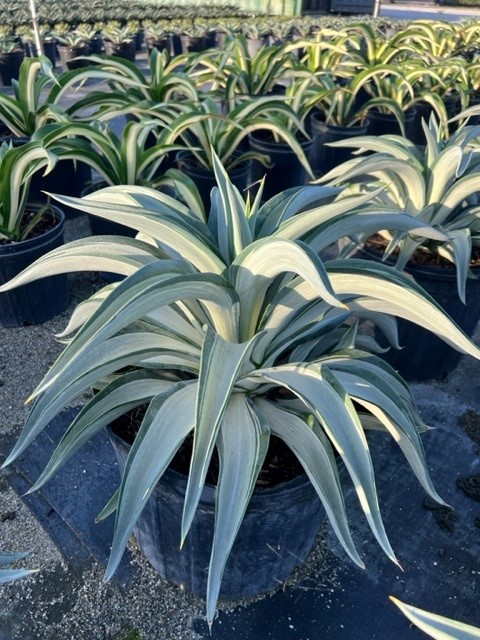 agave-lurida-variegata-agave-desmettiana