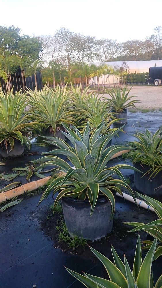 agave-lurida-variegata-agave-desmettiana