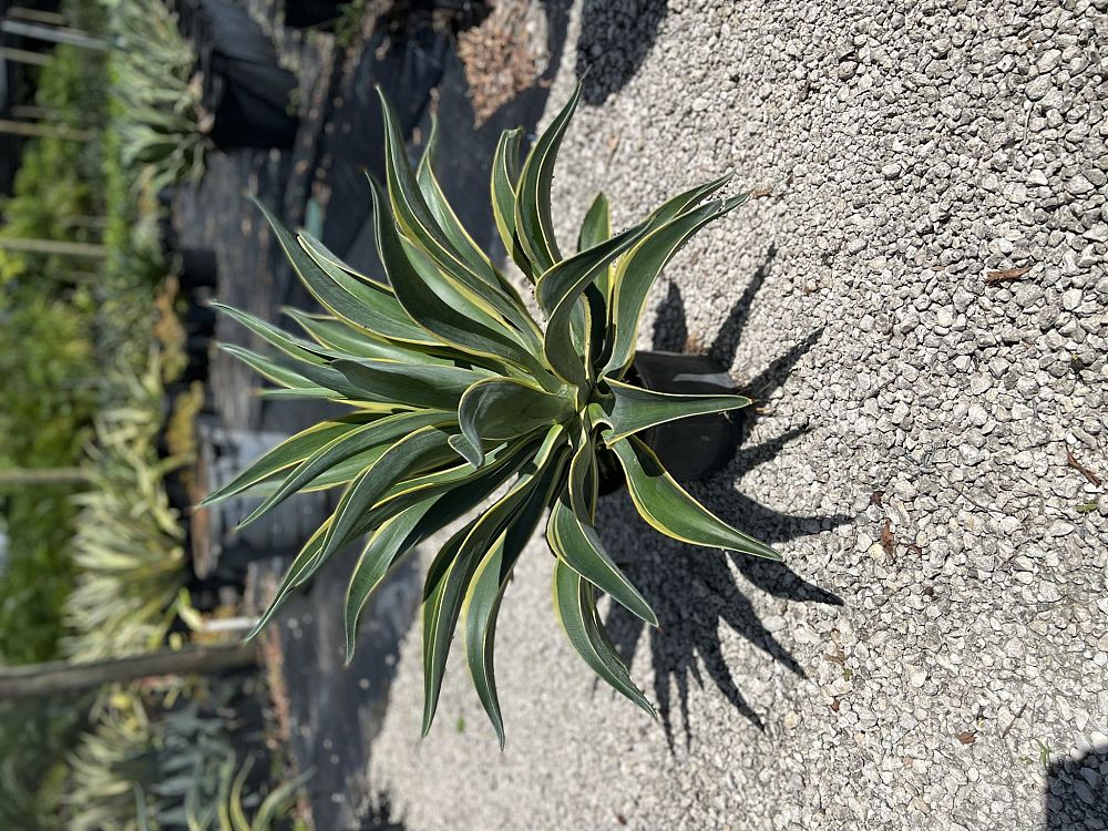 agave-lurida-variegata-agave-desmettiana