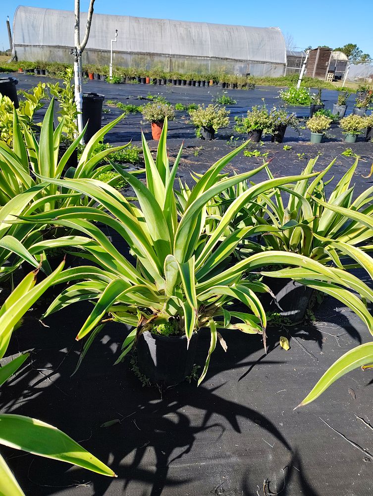 agave-lurida-variegata-agave-desmettiana