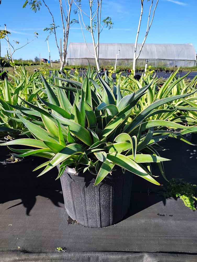 agave-lurida-variegata-agave-desmettiana