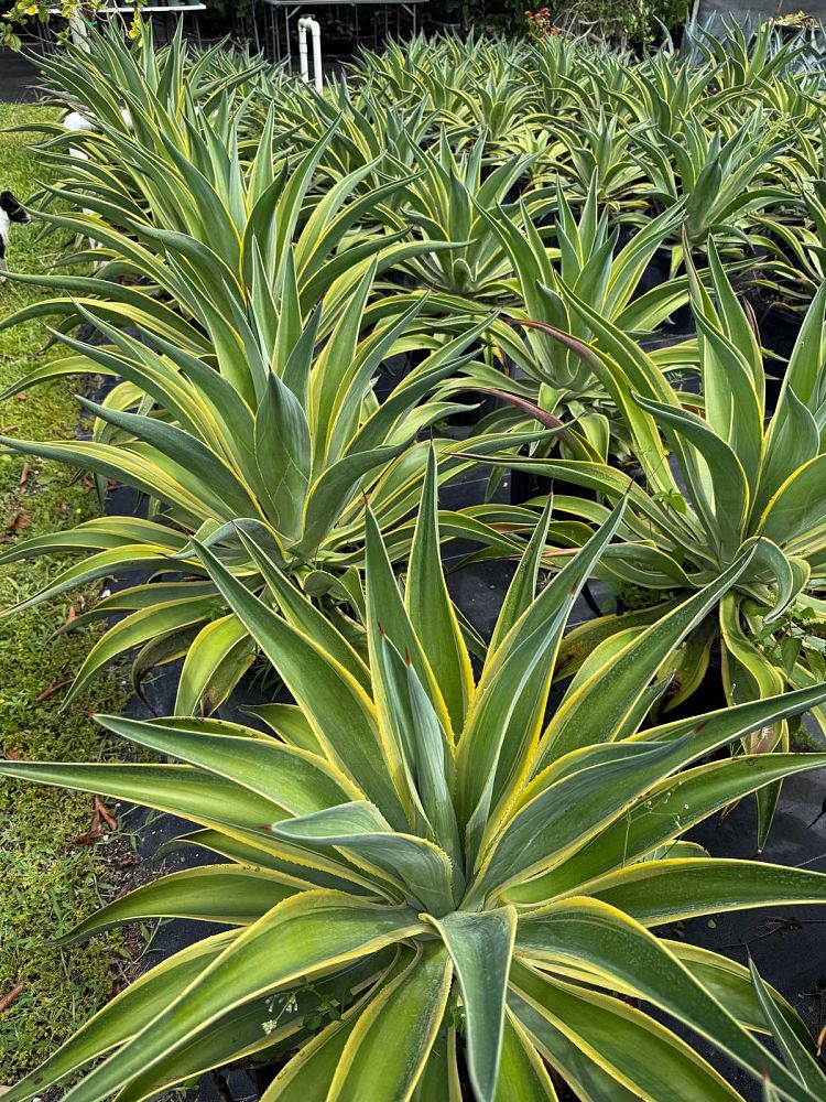 agave-lurida-variegata-agave-desmettiana