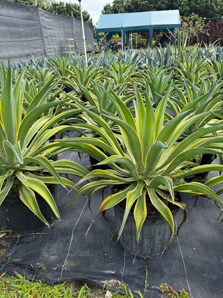 agave-lurida-variegata-agave-desmettiana