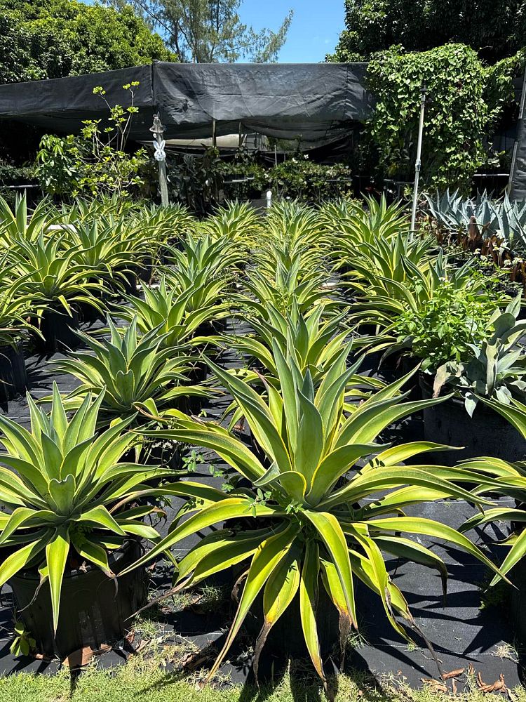 agave-lurida-variegata-agave-desmettiana