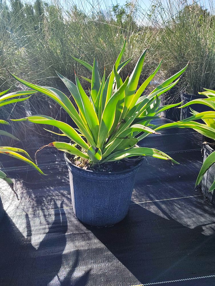 agave-lurida-variegata-agave-desmettiana