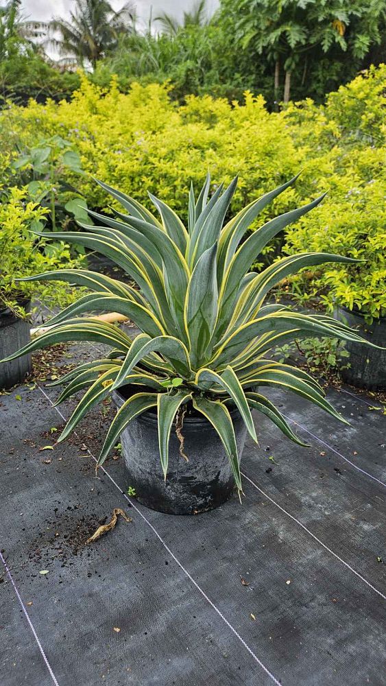 agave-lurida-variegata-agave-desmettiana