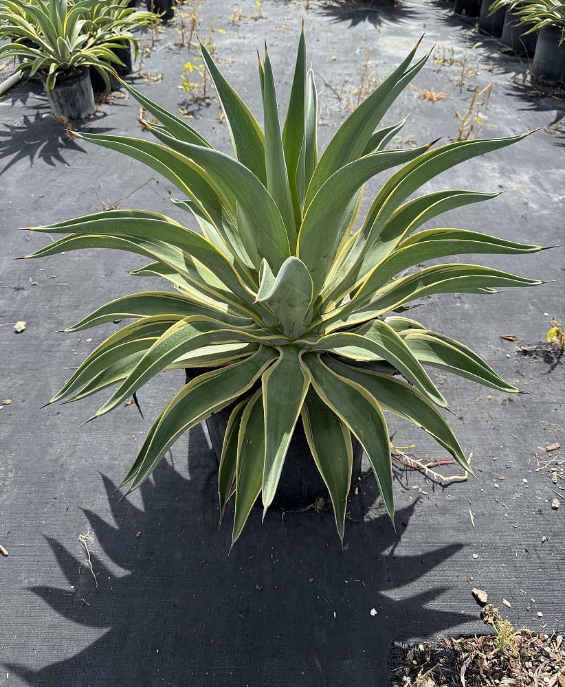 agave-lurida-variegata-agave-desmettiana