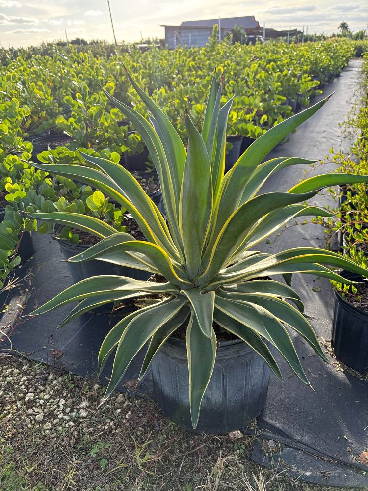 agave-lurida-variegata-agave-desmettiana