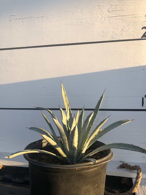 agave-macroacantha-black-spined-agave
