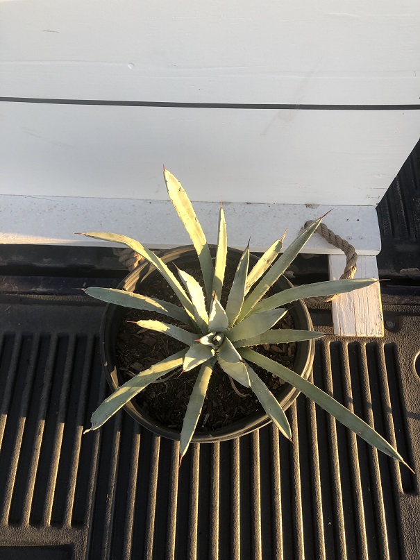 agave-macroacantha-black-spined-agave