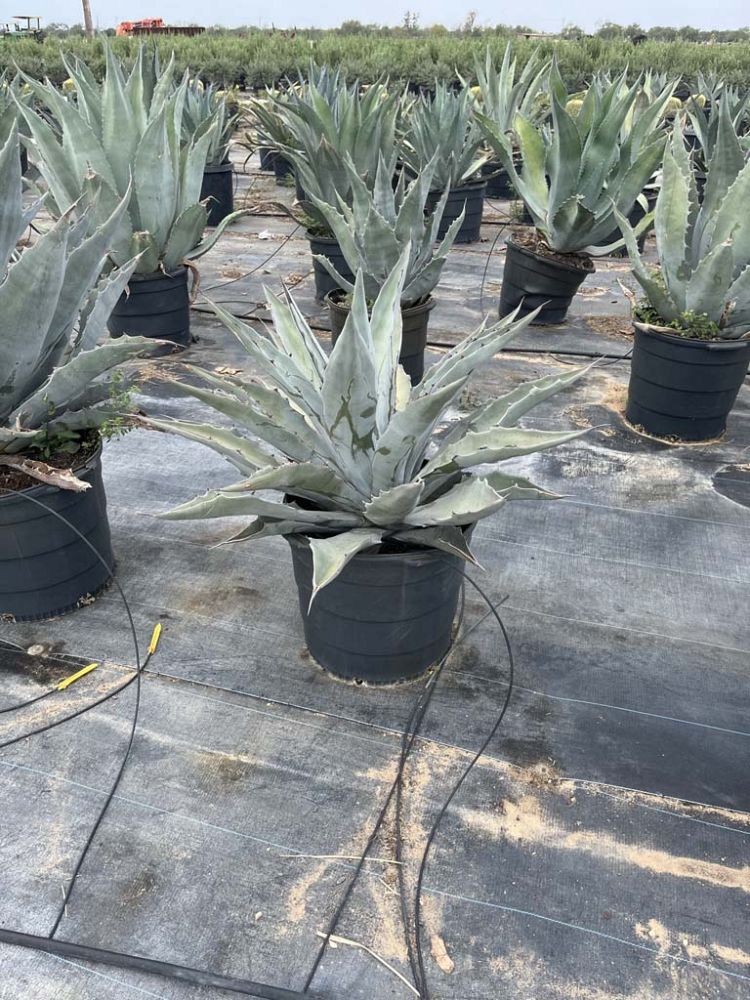 agave-marmorata