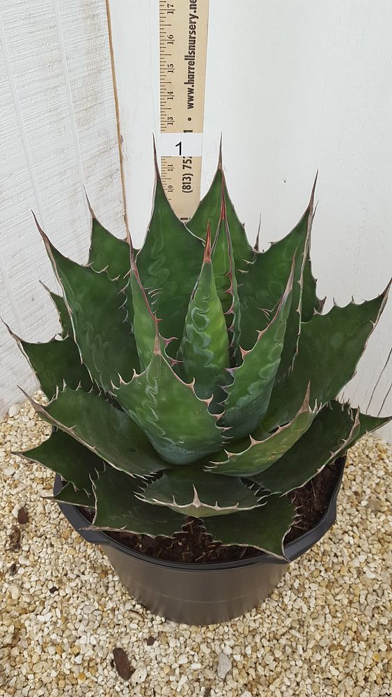 agave-montana
