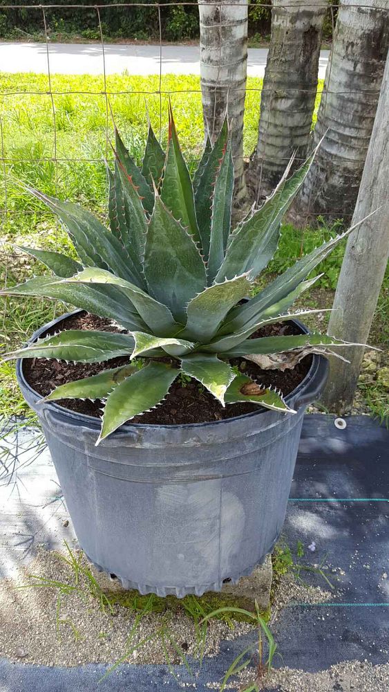 agave-montana