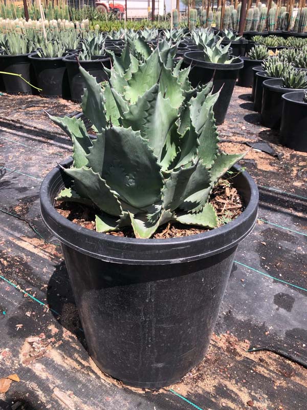 agave-mr-ripple