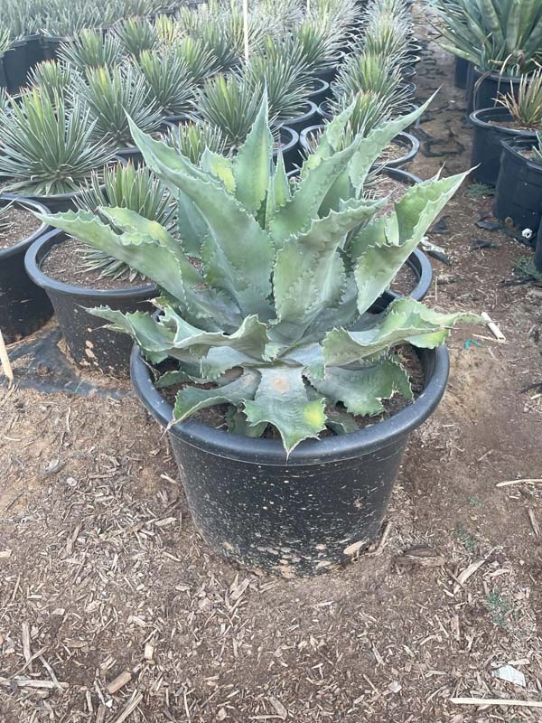 agave-mr-ripple