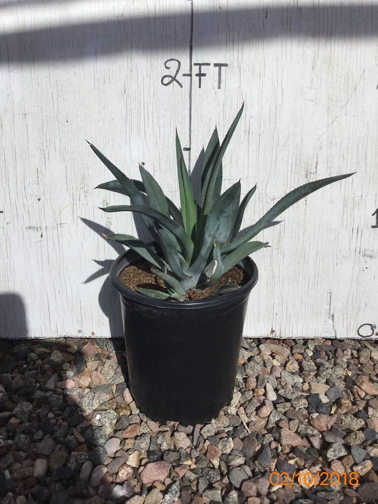 Arizona WholeSale Growers