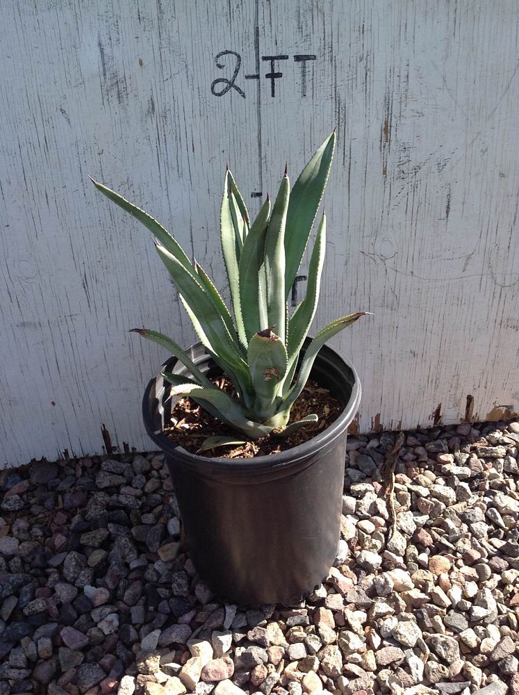 Arizona WholeSale Growers