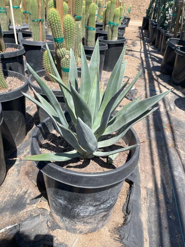 agave-murpheyi-hohokam-agave-murphey-agave-murphey-s-century-plant