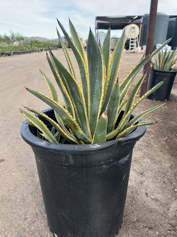 agave-murpheyi-rodney-hohokam-agave-murphey-agave-murphey-s-century-plant