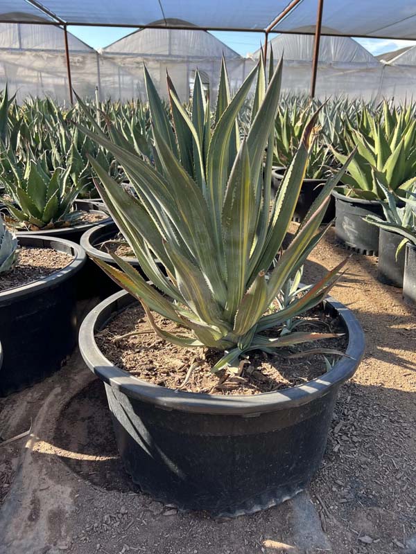 agave-murpheyi-rodney-hohokam-agave-murphey-agave-murphey-s-century-plant
