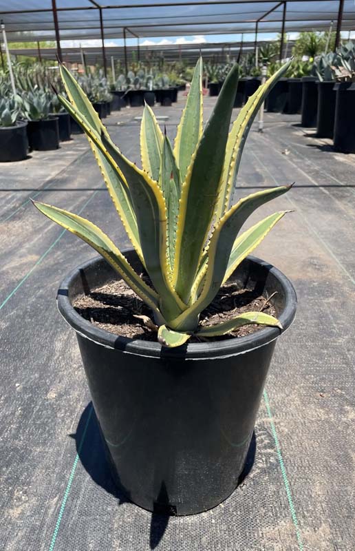 agave-murpheyi-rodney-hohokam-agave-murphey-agave-murphey-s-century-plant