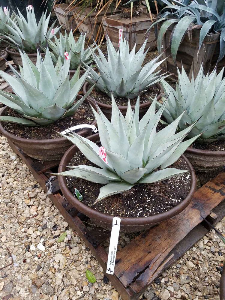 agave-neomexicana-mescal-new-mexico-century-plant