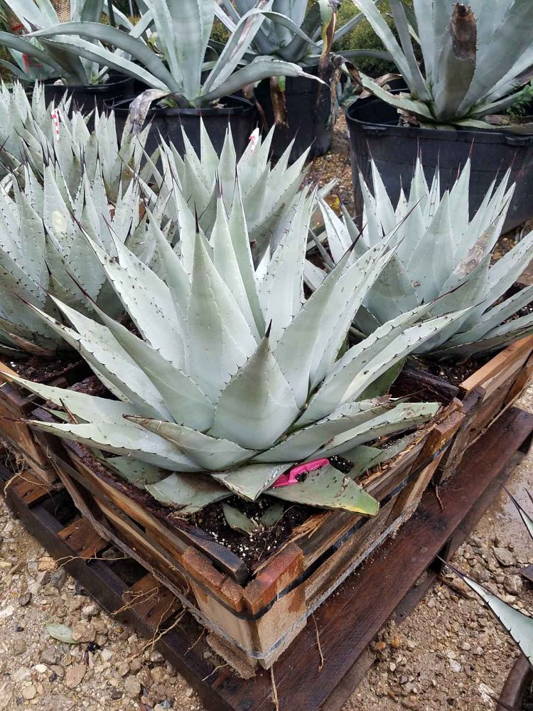 agave-neomexicana-mescal-new-mexico-century-plant