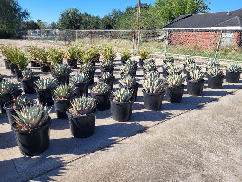 agave-neomexicana-mescal-new-mexico-century-plant