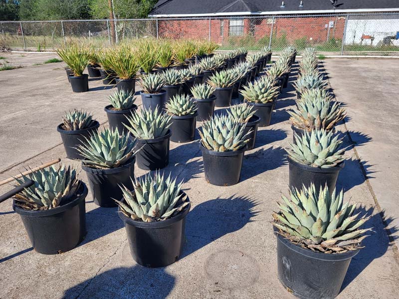 agave-neomexicana-mescal-new-mexico-century-plant